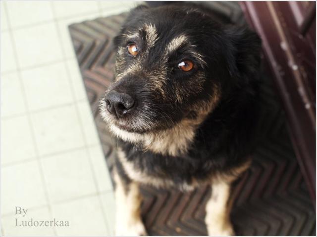 Dog