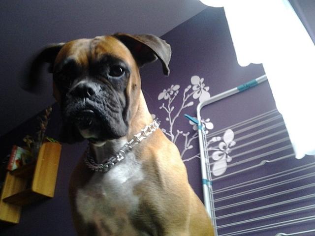 Piesek ;***