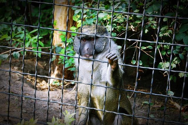 Monkey