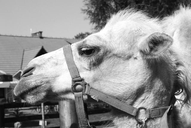 Lama.