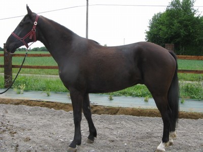 bobijar