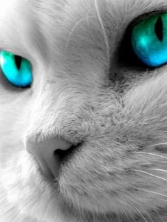 Miau ...