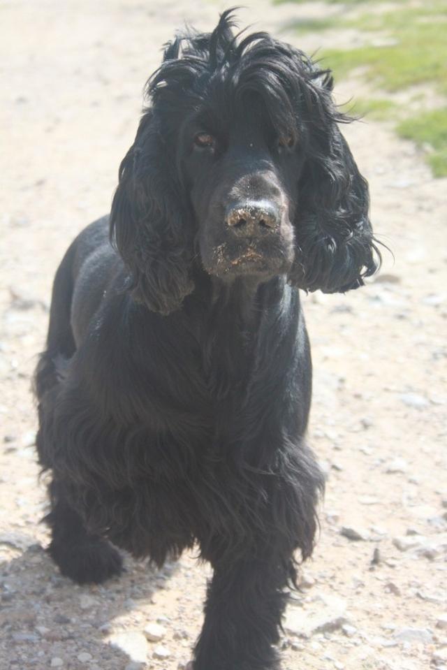 Wpis basterxspaniel