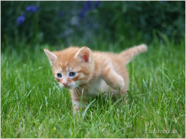 Neko