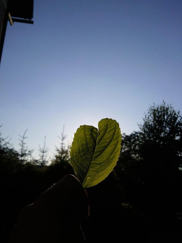 serce kropka.