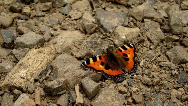 bieszczadzki motyl