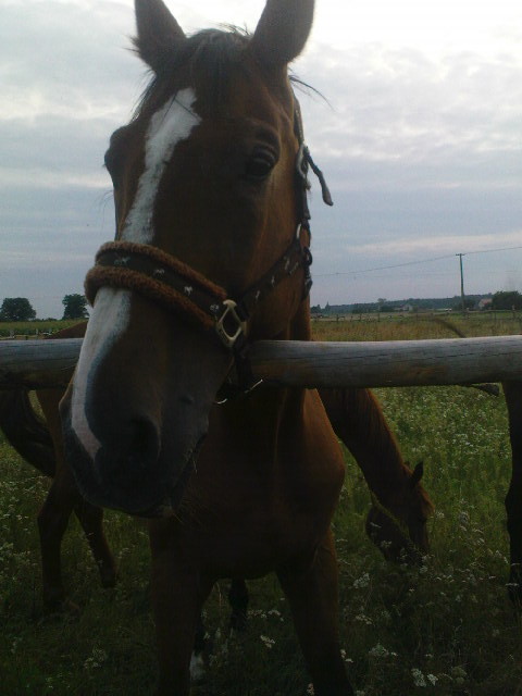 Konik :** 