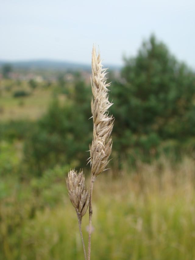 Powiew wiatru.