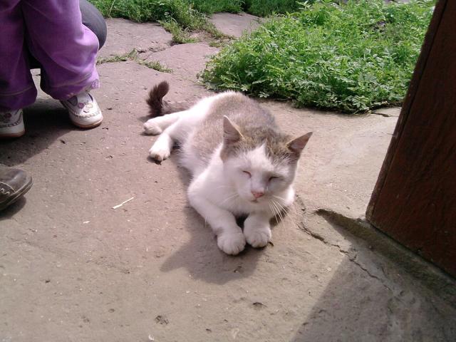 moja kicia ze wsi .