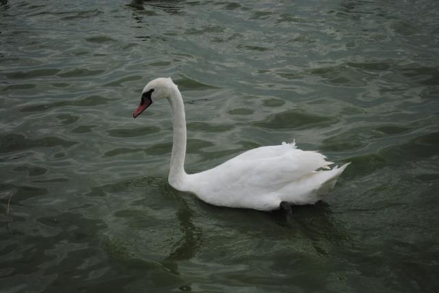 egnaj