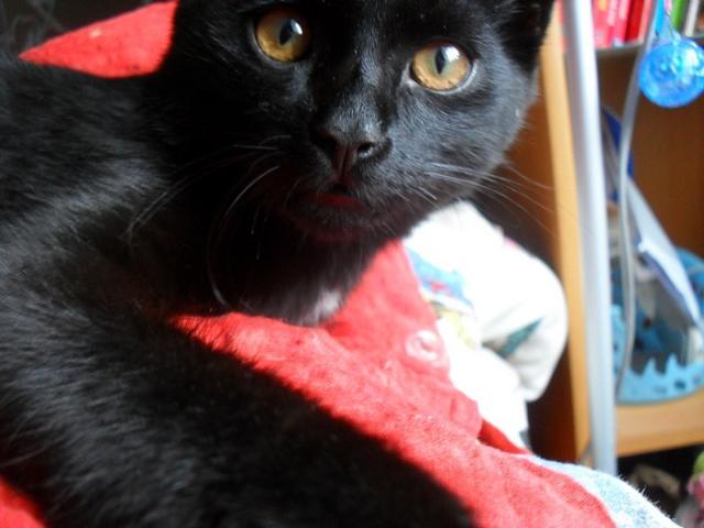 Simba :D