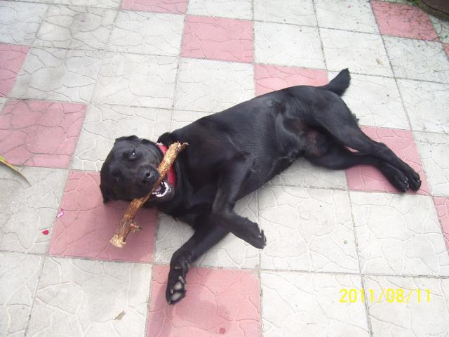 Czarna mamba ;*