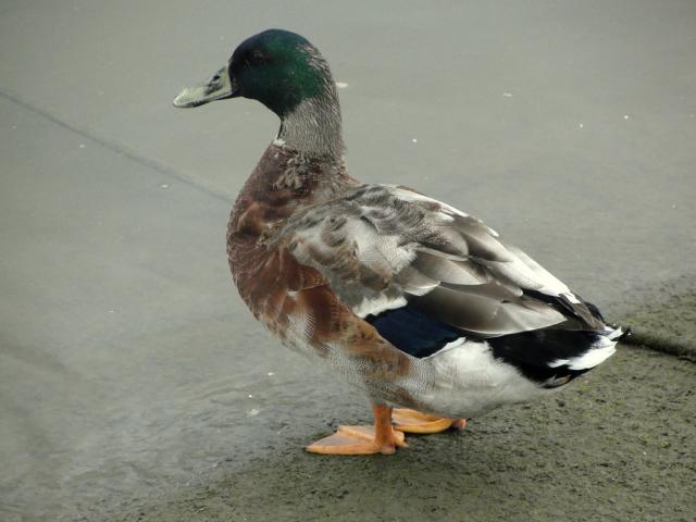 Wpis meerschweinchen