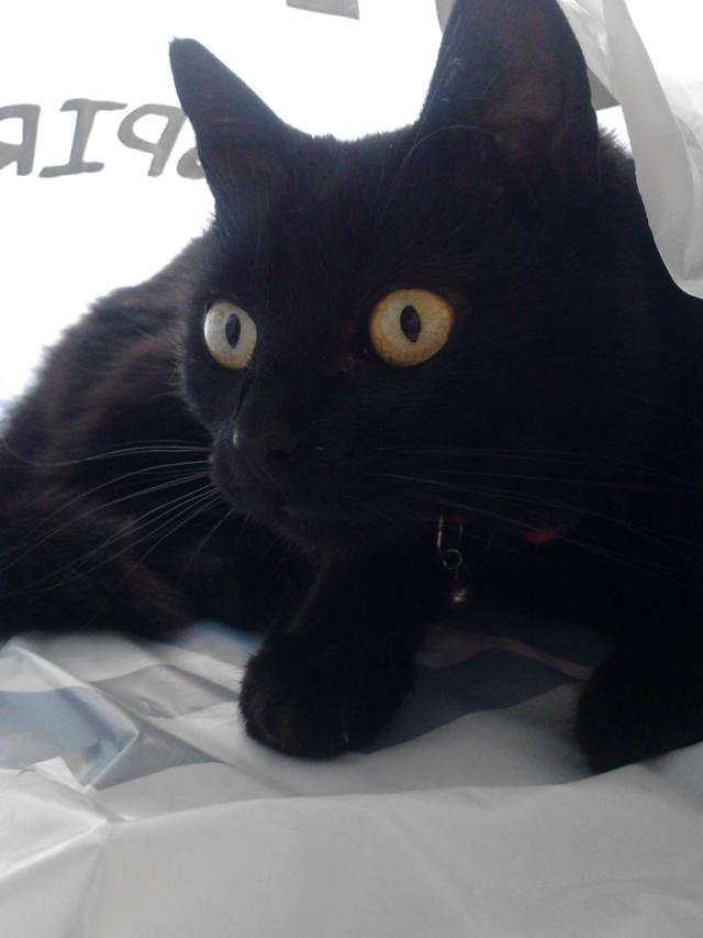 Wpis felisgirl