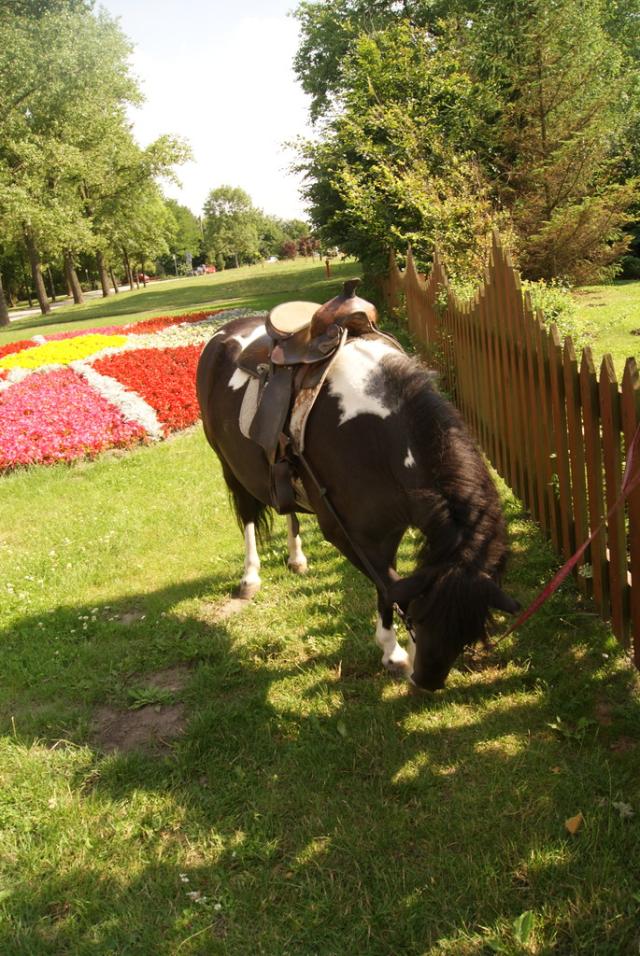 konik . :)