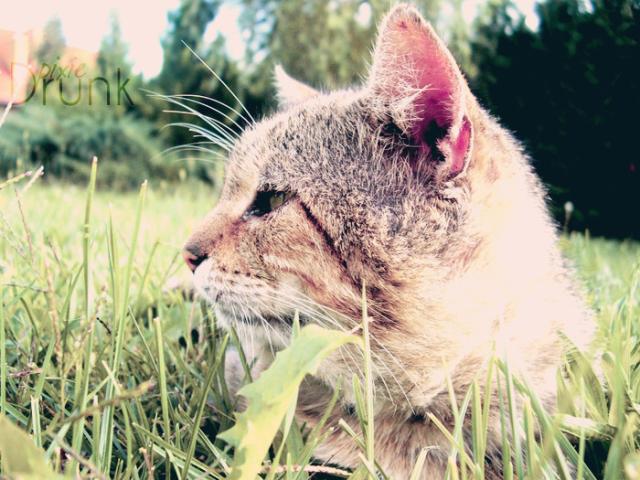 In the Grass...