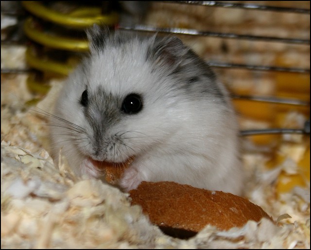 Podgryzek