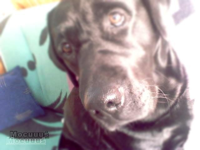 nosek : 3