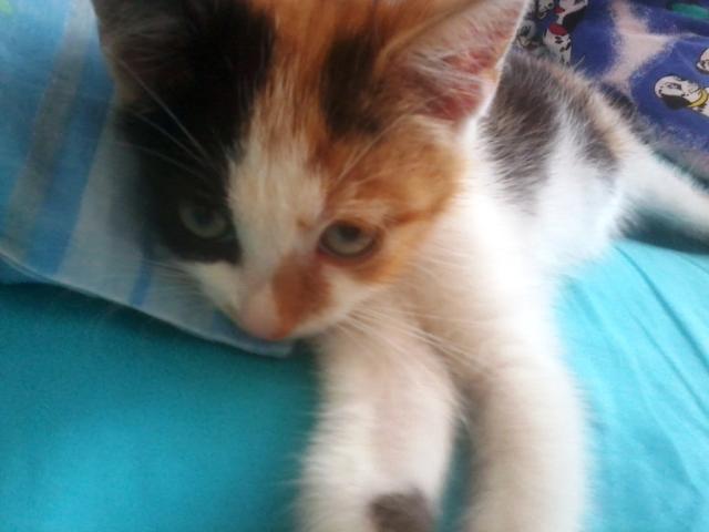 Wpis mleczxd