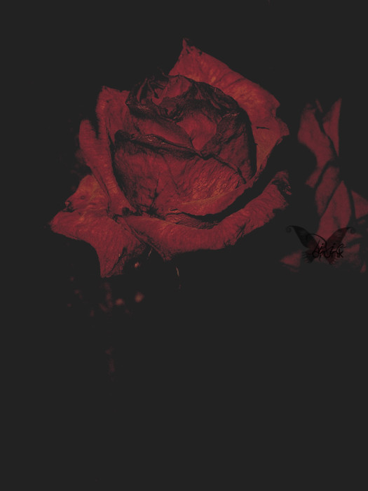  Bloody Rose