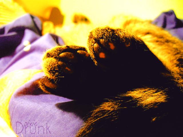  Sleepy Kitten...