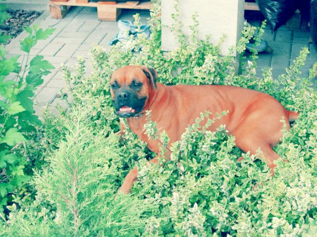 My dogg. 
