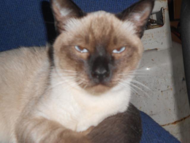 Tofcio