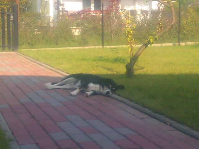 Abka