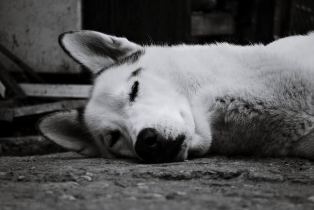 sleepy
