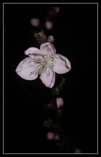 small flower