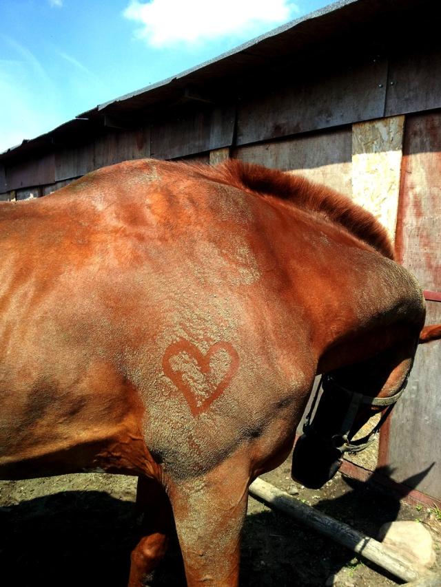 Wpis horsesandtheyonly