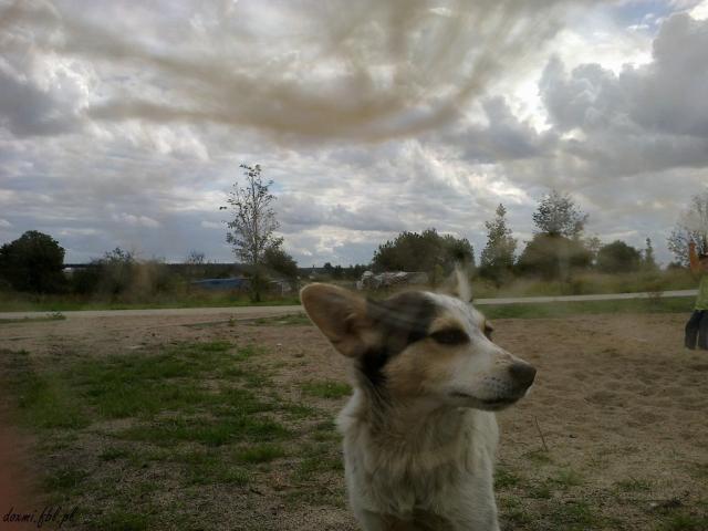 maxior