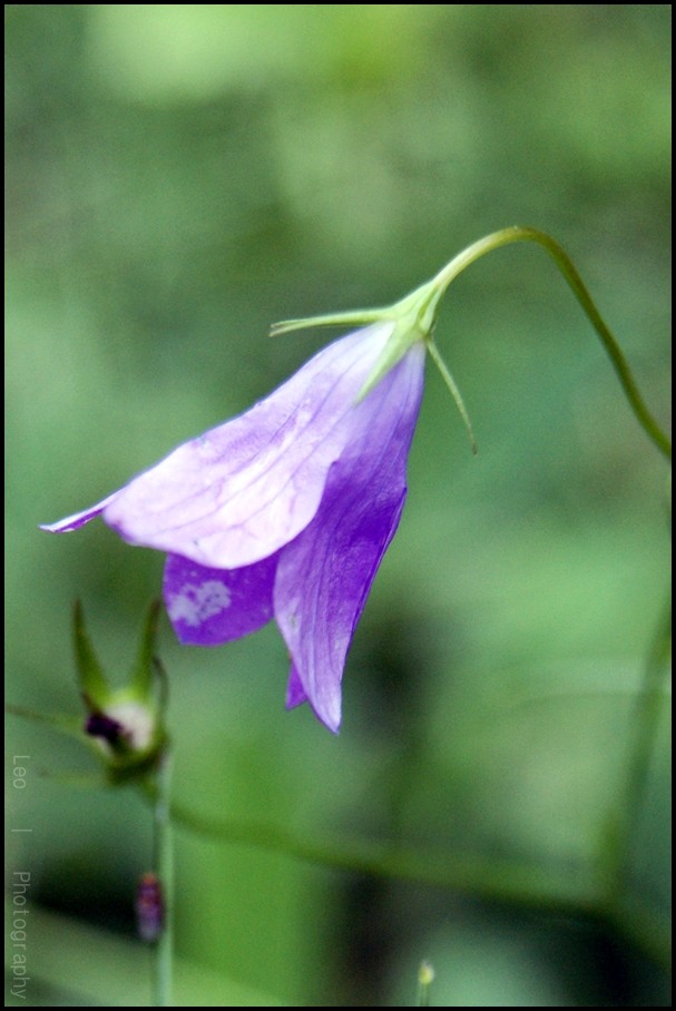 Wpis leonadiosia