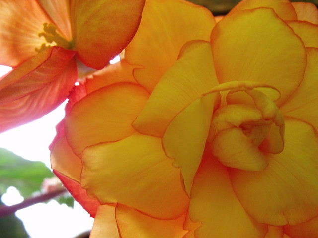 begonia