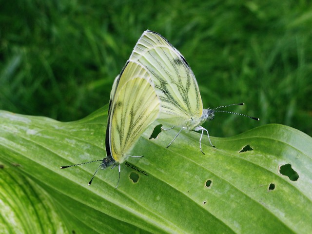 motyle.