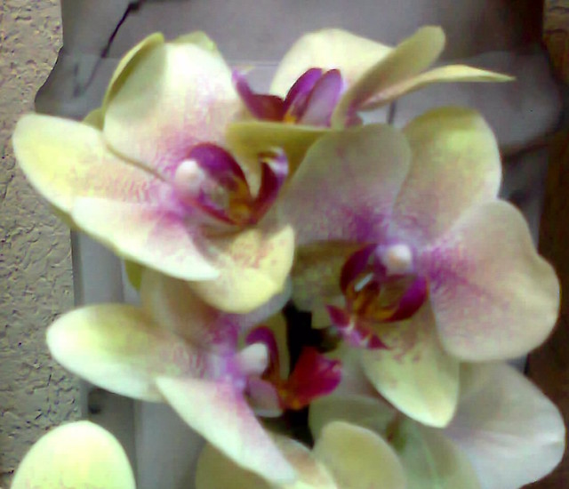 Wpis miltonia