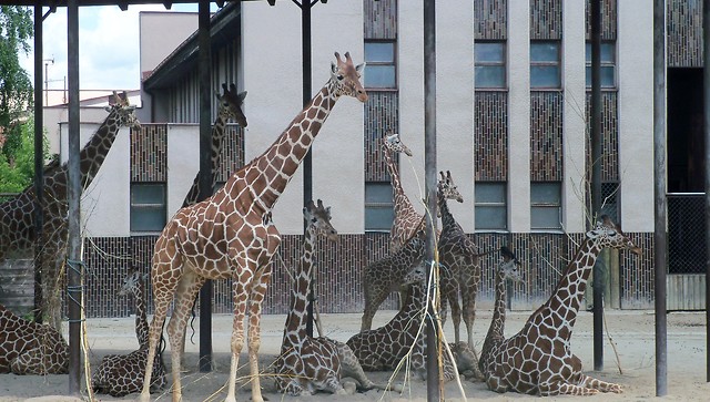 Z czeskiego zoo ;)