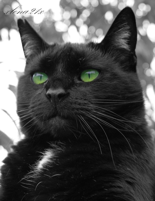 =^.^=