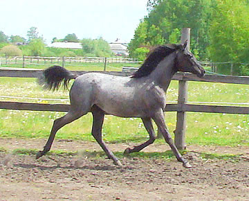 Enea