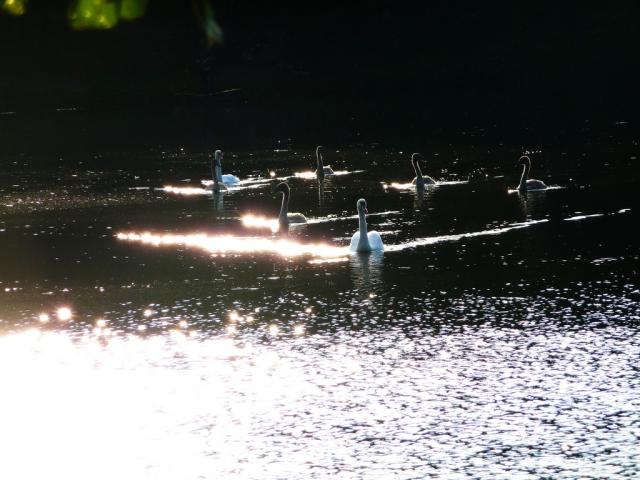 Wpis czokoo9