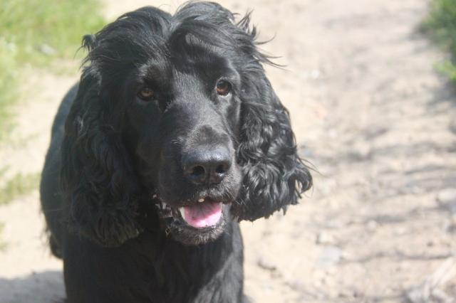 Wpis basterxspaniel