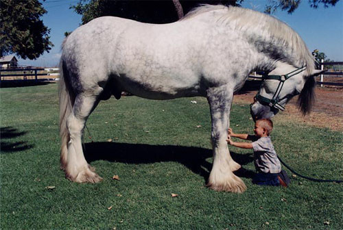 Shire