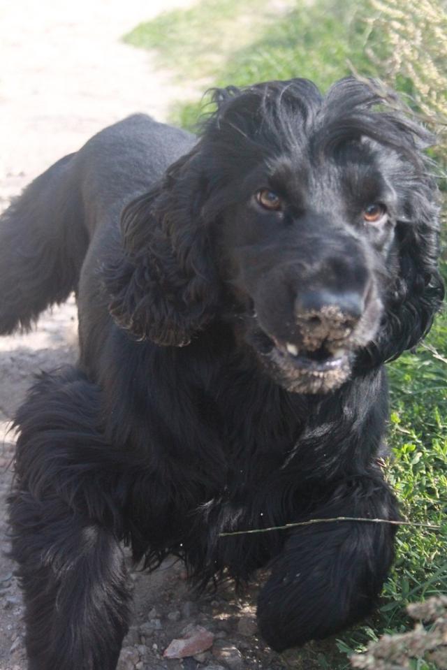 Wpis basterxspaniel
