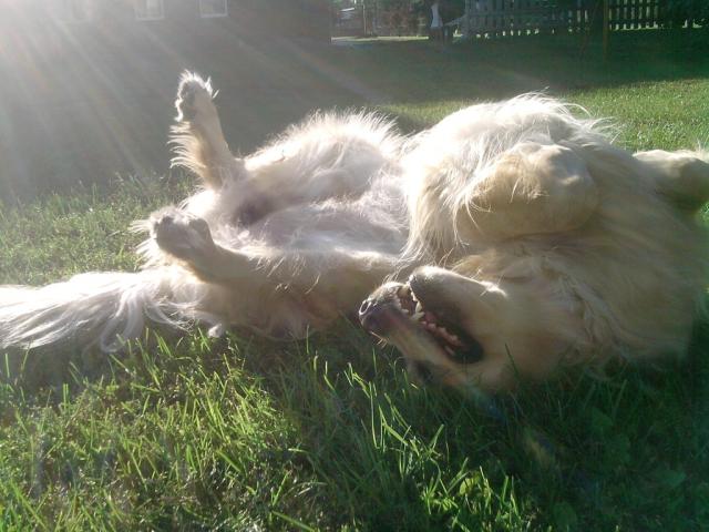 Wpis becausenalesnikii