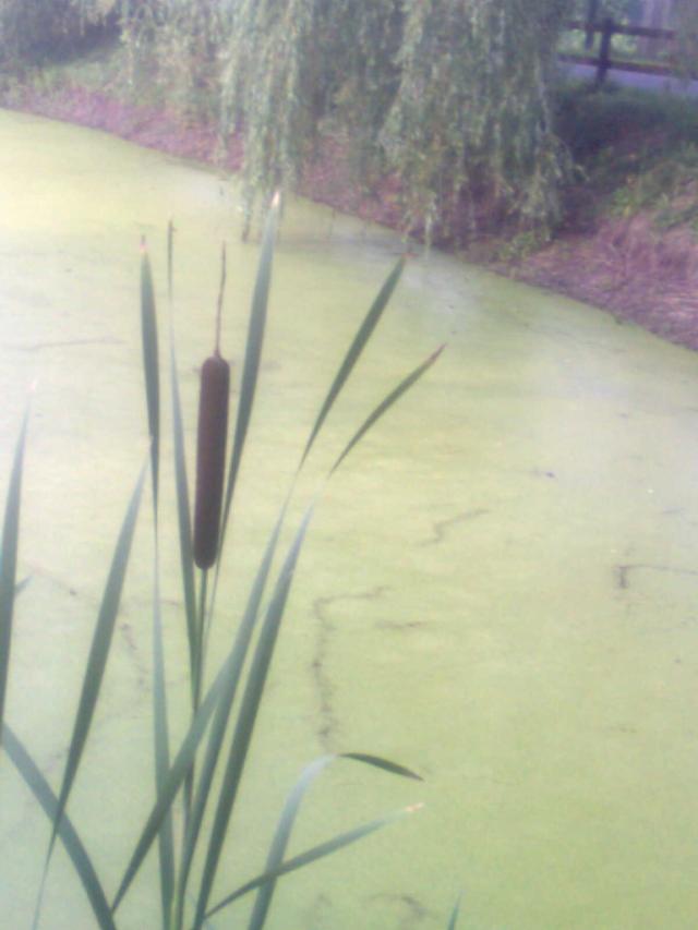 Wpis malerzeczyy