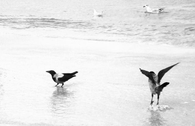 like a bird