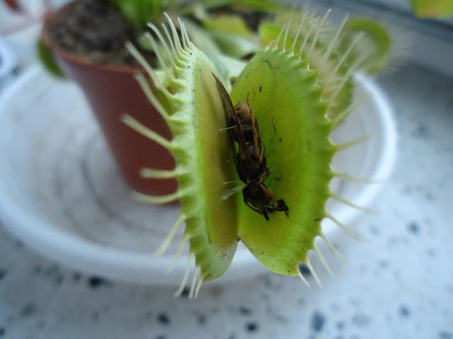 Strawiona osa
