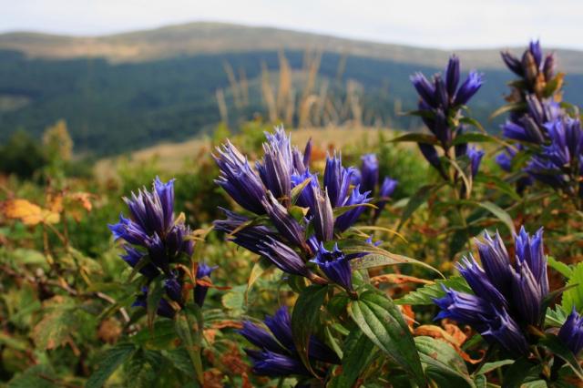 Bieszczady - 26-30.08.2011