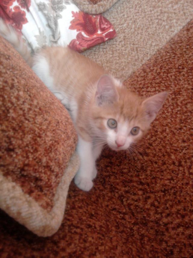 THIS IS.. GUSTAW! xD