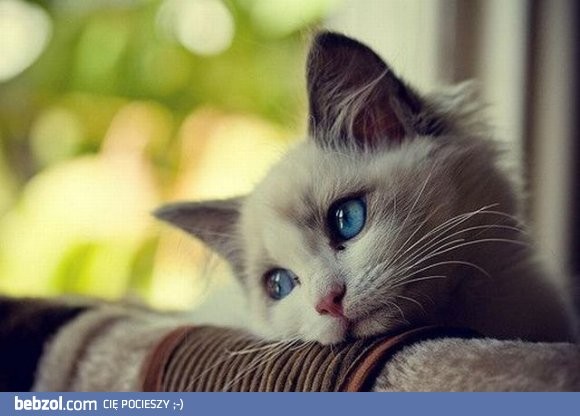 Kitty... What's the matter?